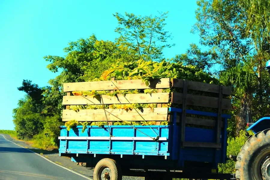 The Benefits Of Hauling Services For Garden Waste Removal in Doral, FL